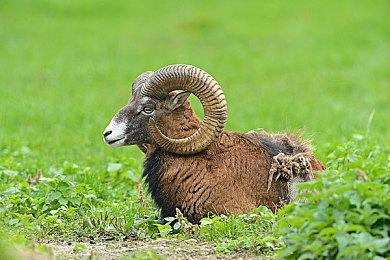 像素风动作平台游戏《Pipsqueak!》Steam页面开放 发行日期待定